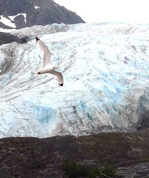 Kittiwake at glacier