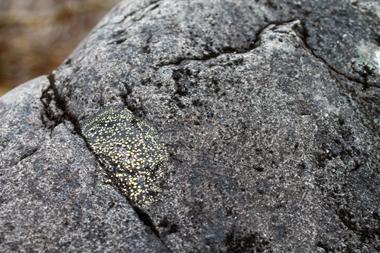 Lichen covered rock.