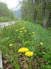 Dandelions next to Herman Leirer Road.