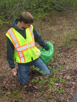 Brandon Pulling Invasive Plants