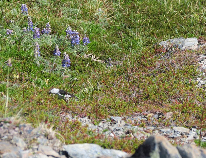 Snow Bunting