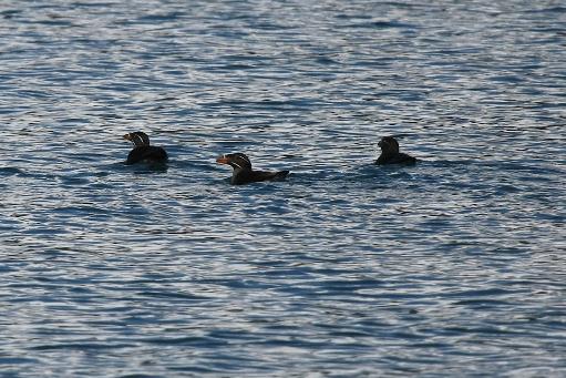 rhinoceros auklets