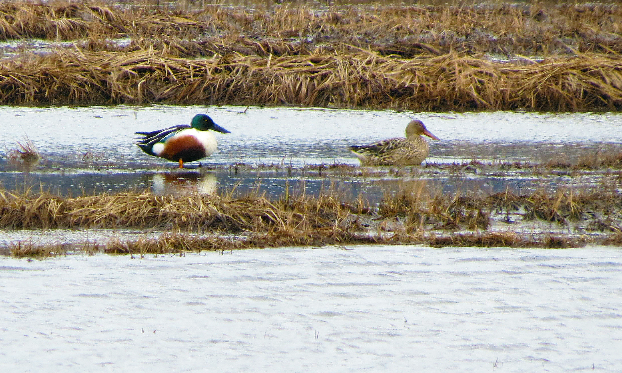 Northern Shovelers in the marsh