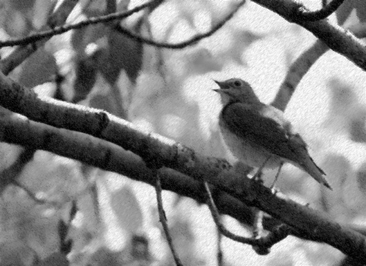 swainsons thrush