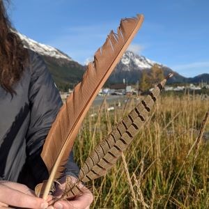 Brown feather and grey and black striped feather held up next to each other