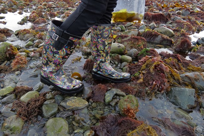 The feet of someone walking across an algae covered, rocky beach
