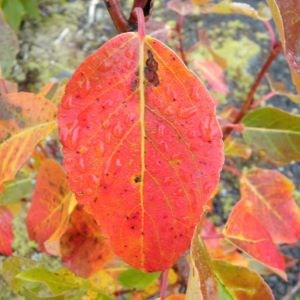 Bright red lobed leaf