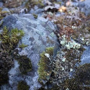 Blue grey rock covered in patches of dark green moss and blue white lichen