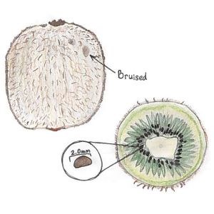 colored pencil drawing of the outside of a kiwi and a cross section of a kiwi