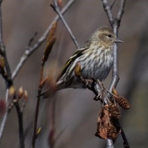 Small brown bird perched on a branch