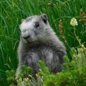 Marmot look up out of vegetation