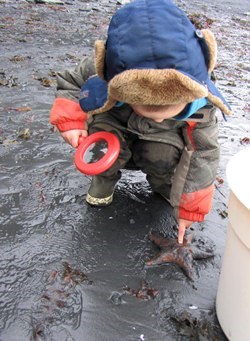 A student, magnifying glass in hand, lighlty touches a sea star that was found while exploring the beach.