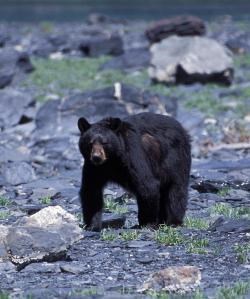 A black bear walks along the rocky beaches of the park.