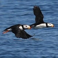 Two horned puffins in flight.