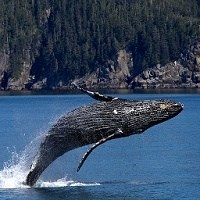 A breaching humpback whale.