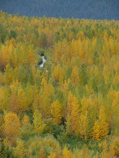 A cottonwood forest during autumn