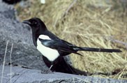 black billed magpie