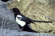 black billed magpie black billed magpie
