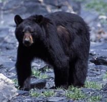 A black bear looks forward, as it walks on rocky beach.