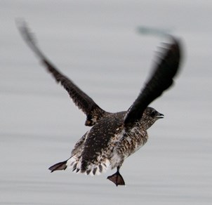 A rear-view of a marbled murrelet, a small brown seabird. It's wings are beating, as it takes off from the water.