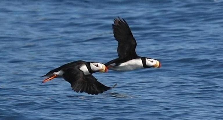 Two horned puffins fly together across the water. Two horned puffins fly together across the water.