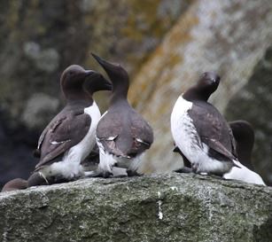 Three common murres perch on a rock-ledge. Common murres have black head and backs, with white bellies.