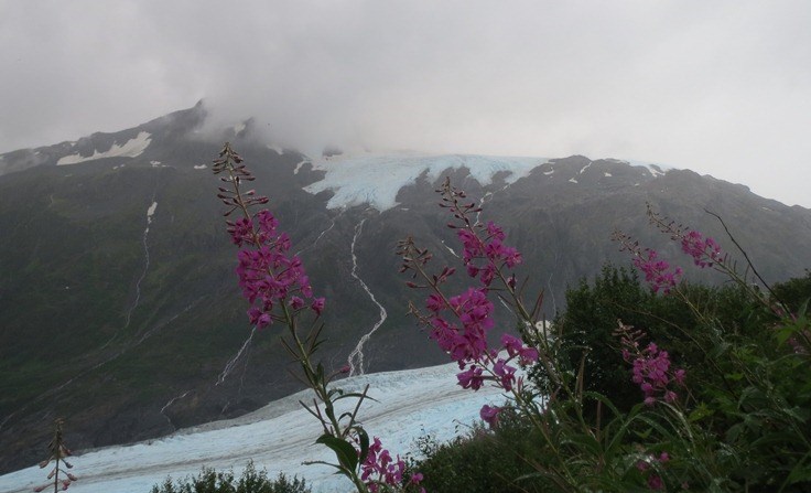 Dwarf Fireweed in front of Exit Glacier.