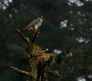 A peregrine falcon holds on to the top branch of a dead tree. A peregrine falcon holds on to the top branch of a dead tree.