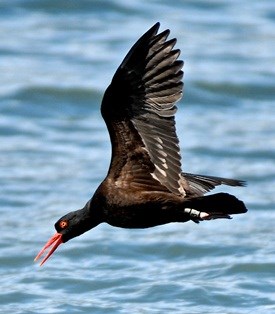 A black oystercatcher dives for prey. Its bird band is visible on its leg.