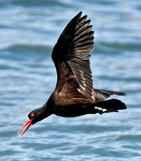 A black oystercatcher dives for prey. Its bird band is visible on its leg. A black oystercatcher dives for prey. Its bird band is visible on its leg.