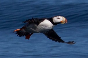 A horned puffin, a black-and-white seabird, glides above the water, with its wings extended.