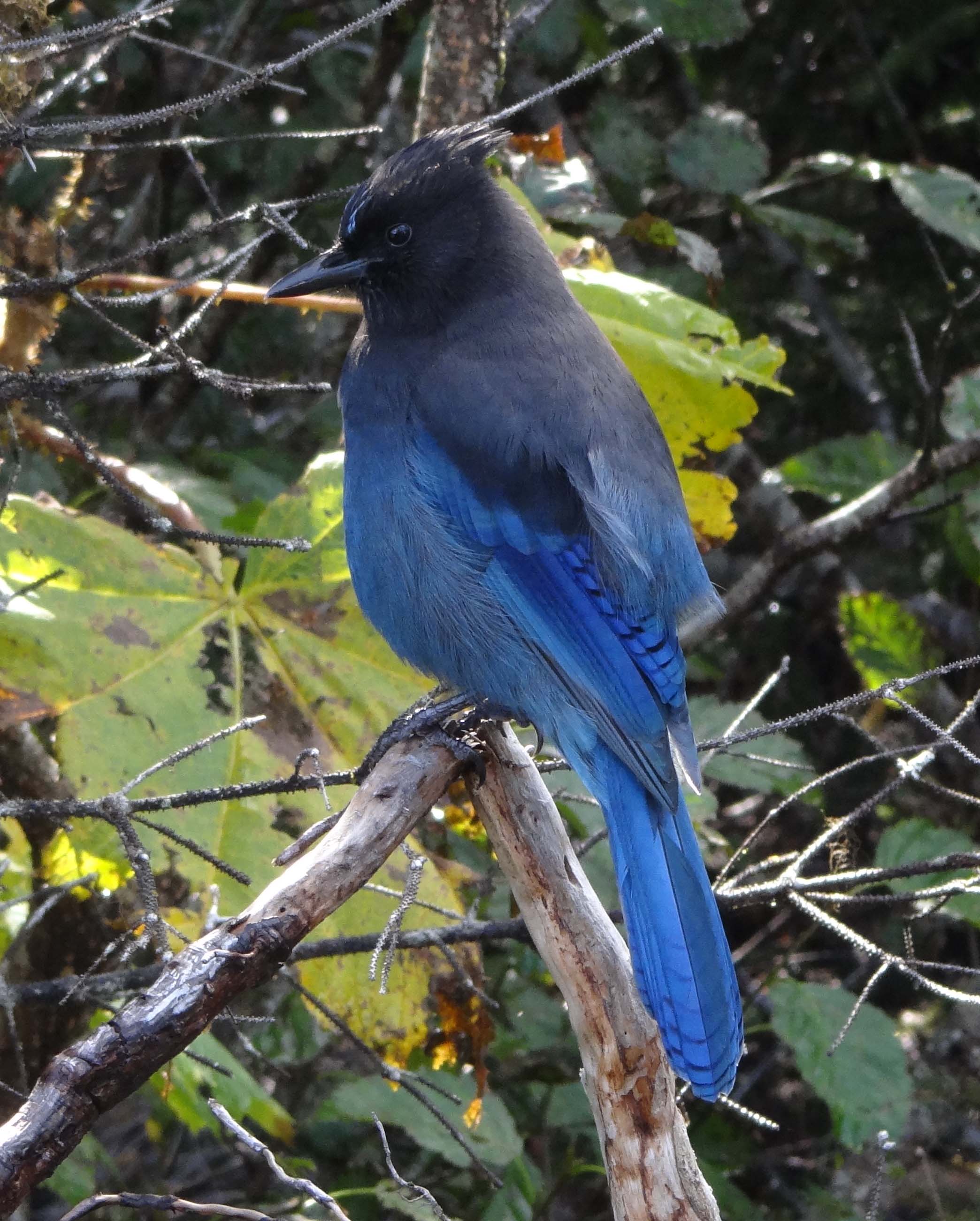 Steller S Jay Kenai Fjords National Park U S National Park Service