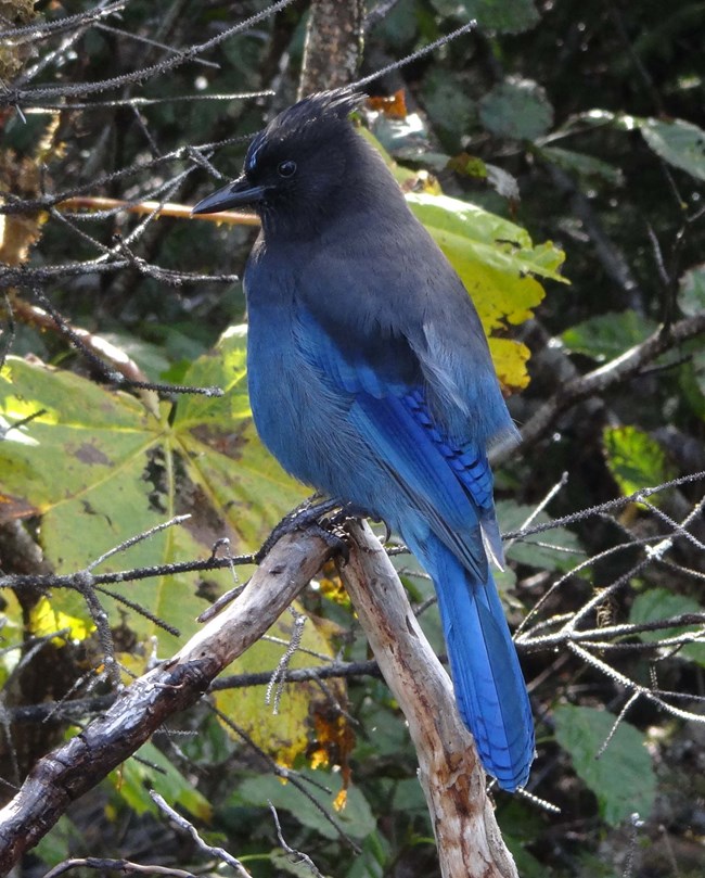 A Steller's jay stands on a tree branch in thick woods.