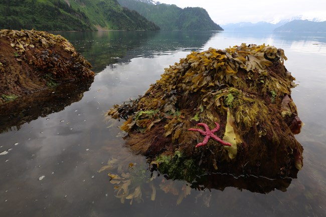 A red sea star lays amongst various large green algae in an intertidal zone with mountains beyond