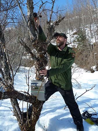 A park employee reaches into a tree to install a small device.