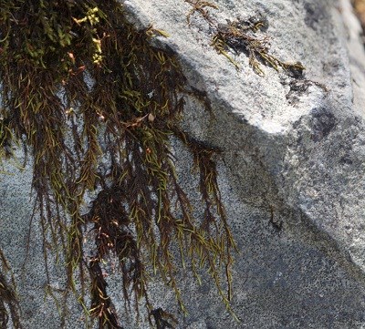 Moss beginning to break down a rock.