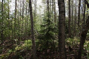 Spruce growing in a stand of cottonwoods.