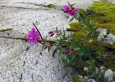 Dwarf firewood, a pioneer species.