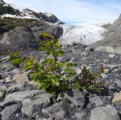 Alder (left) and willow (right) growing in the wake of the retreating glacier