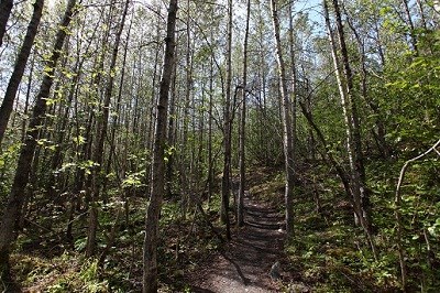 A cottonwood-dominated forest.