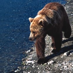 A brown bear walks along the shoreline. A brown bear walks along the shoreline.