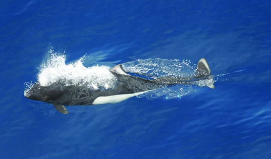 A Dall's porpoise swims through the water, breaking the surface of the water.