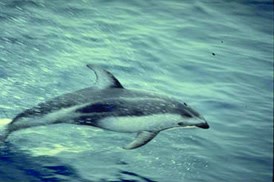 Pacific White-Sided Dolphin