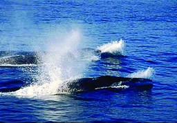 Fin Whales Fin Whales