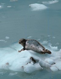 Harbor Seal Harbor Seal