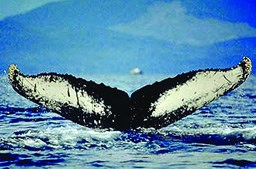 A humpback whale fluke sticks out of the water.