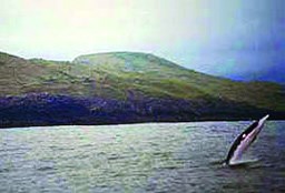 Minke Whale Minke Whale