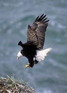 A mature bald eagle prepares to land on its nest.