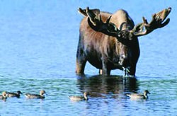 Moose Moose