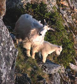 Mountain Goat - Oreamnos Americanus - Kenai Fjords National Park (U.S. National Park Service)